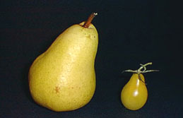 ivorypear.jpg (10202 bytes)